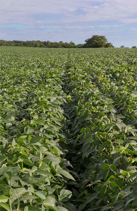 New Jersey Soybean Board