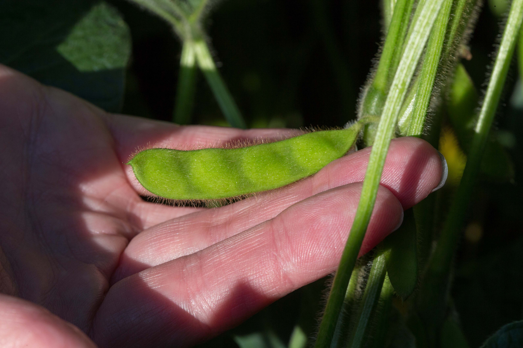 High Oleic Soybeans